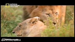 جفت گیری شیر نر با شیر ماده جفت گیری حیوانات