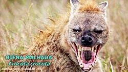 War and battle of lions and hyenas in the wild