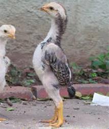 جوجه لاری یک ماهه