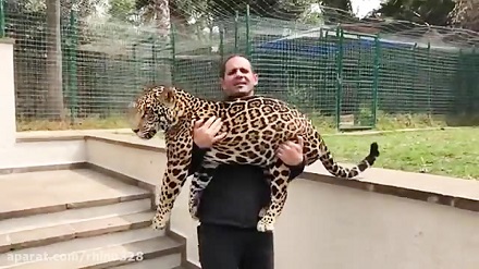 جگوار و ببر با صاحبشان بازی می کنند