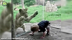 حملات حیوانات وحشی به انسان