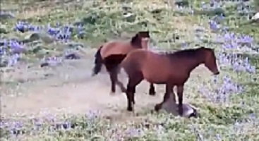 حمله اسب وحشی به شیر