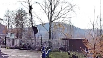 حمله به انسان و نبرد شدید و وحشیانه خرس با سایر حیوانات