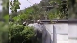 Scary attack of predatory animals on humans