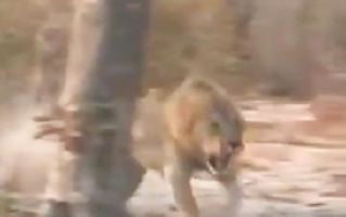 حمله حیوانات به انسان (بالای 18 سال)