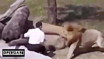 Animal attack on humans