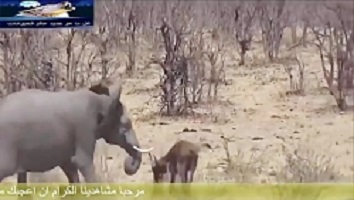 حمله حیوانات به انسان