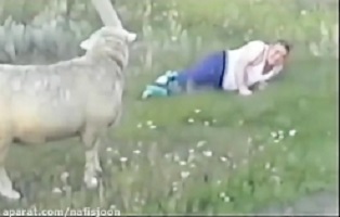 Animal attack on humans