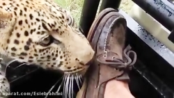 حمله حیوانات در سافاری