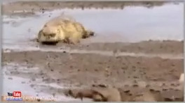 Animal attack and wild animal battles