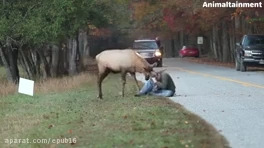 حمله حیوانات وحشی ,حمله حیوانات