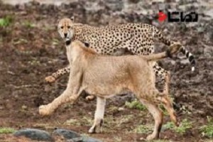 حمله شبر به چیتا های مادر و توله سگ های وحشی در حیات وحش