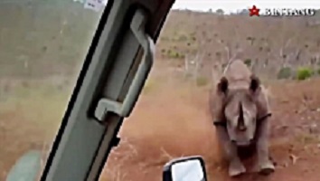 حمله شير و حيوانات وحشي ديگر به انسان ها