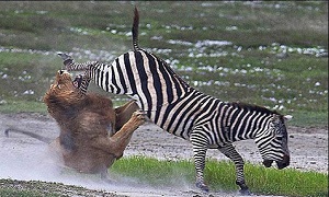 Hungry lions attack zebra