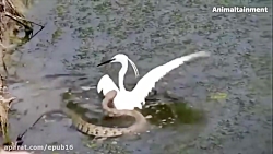 حمله مار به پرنده وحشی