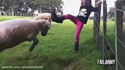 Animal attack on humans