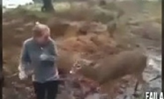 Animal attack on humans