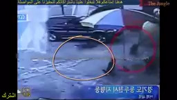 Terrible attack of giant wild boar on humans and animals