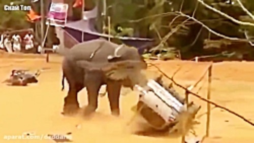 حمله وحشیانه فیل و کرگدن و سایر حیوانات به انسان