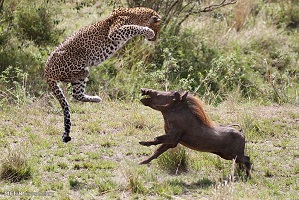 حمله گراز وحشی به شیر ، ببر و دیگر حیوانات وحشی