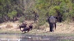 حمله ی حیوانات به انسان لایک کن در دشون امد