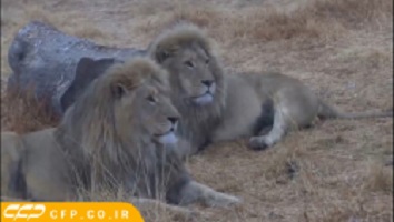 حیات وحش حمله شیر به انسان