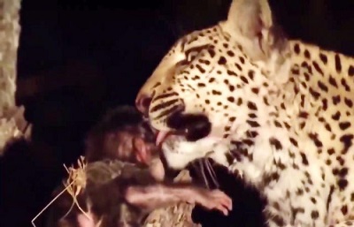 حیات وحش، 10 صحنه عجیب از کمک کردن حیوانات برای نجات شکار