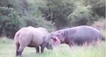 حیات وحش، نبردهای سهمگین کرگدن در مقابل شیرها