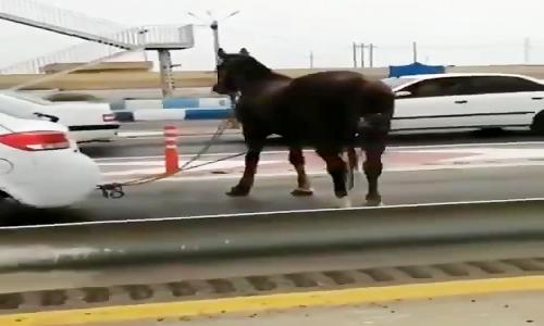 حیوان زبان بسته رو بسته ماشین داره میکشه