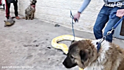 حیوانات خونگی خیلی خیلی عادی