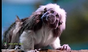 حیوانات عجیب