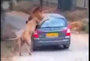 Anger and wild animal attacks on humans