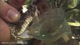 خطرناکترين مارها که سم را تا ده متر پرتاب ميکنند