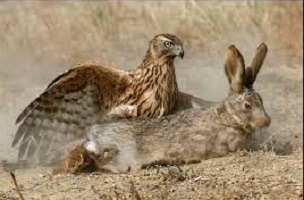 خفن ترین صحنه های شکار حیوانات وحشی ( Animal hunting )