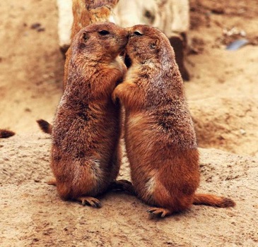 در میان حیوانات 2