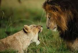 در میان شیر ها