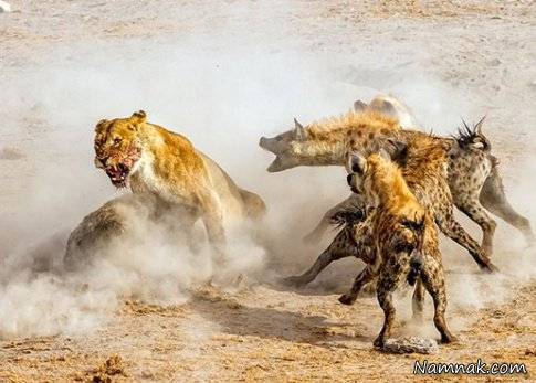 در میان کفتار ها