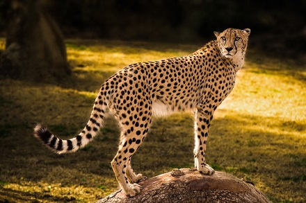 در میان یوز پلنگ های وحشی