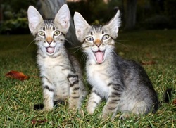 دزیدن گوشت توسط گربه