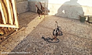 دعوا جوجه لاری