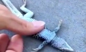 احیای قلبی مارمولک فقط با ماساژ