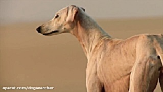 سگ شکاری تازی Hunting Hound