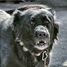 سگ قهدریجان