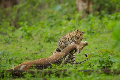 شکار آهو توسط پلنگ وحشی