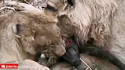 Wonderful hunting of wild animals