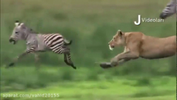 شکار حیوانات