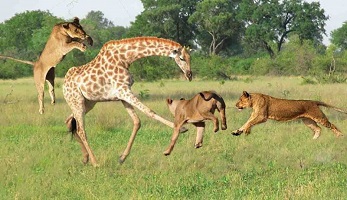 Giraffe hunting by herds of female lions Wildlife Documentary