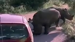 Capture moments by cameras, from animal attacks to humans to kindness