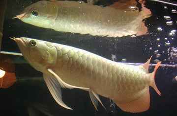 شکار ماهی قرمز توسط آراوانا