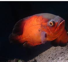 شکار ماهی قرمز توسط ماهی اسکار